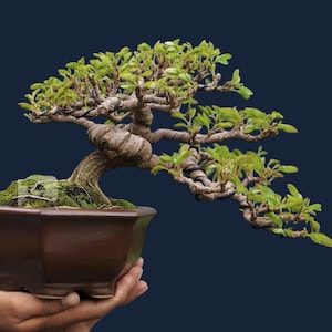 Malpighia Glabra - Etsy