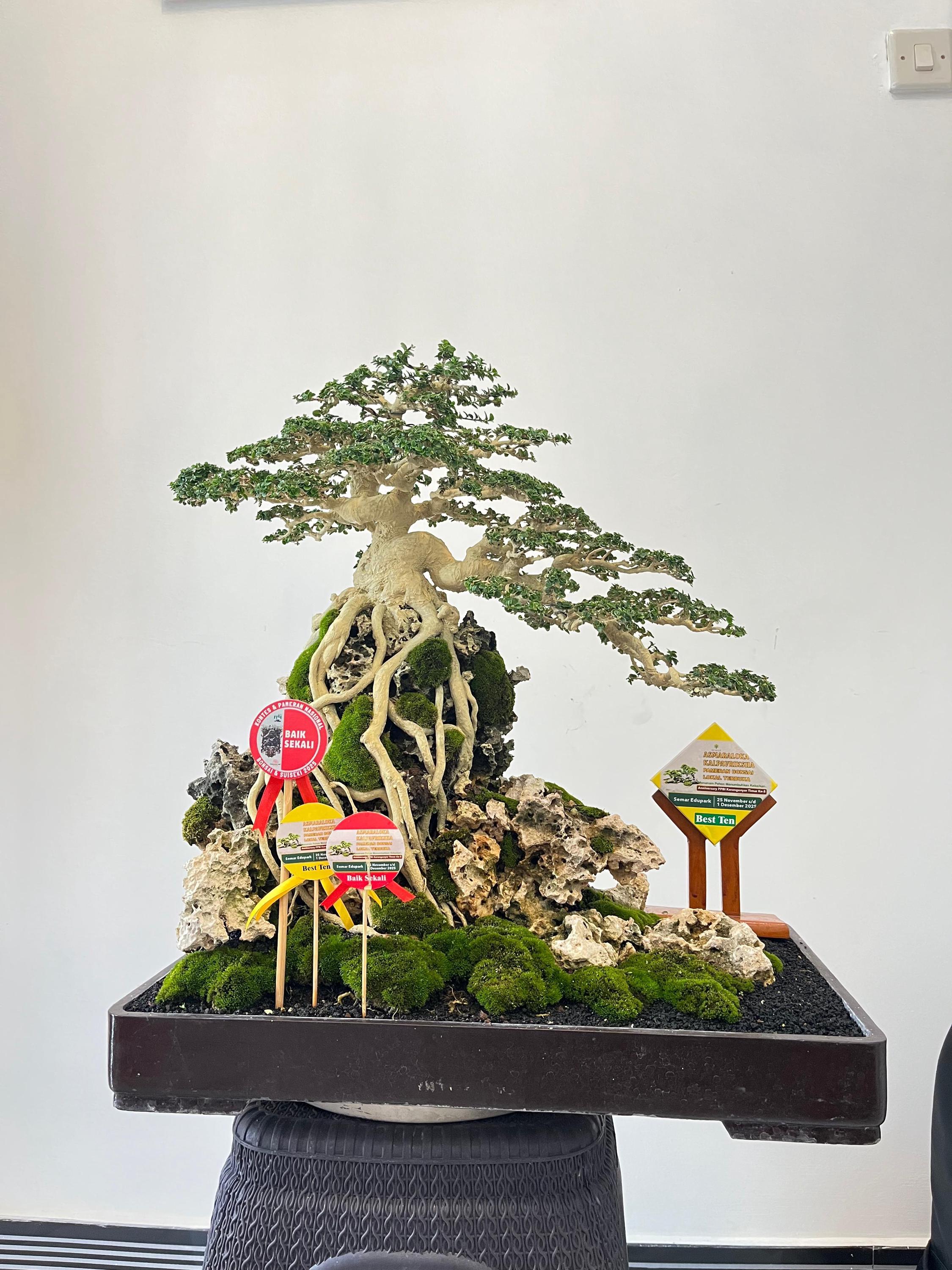 Premna Microphylla on the Rock Bonsai Actual Picture Living Tree Medium -  Etsy Singapore