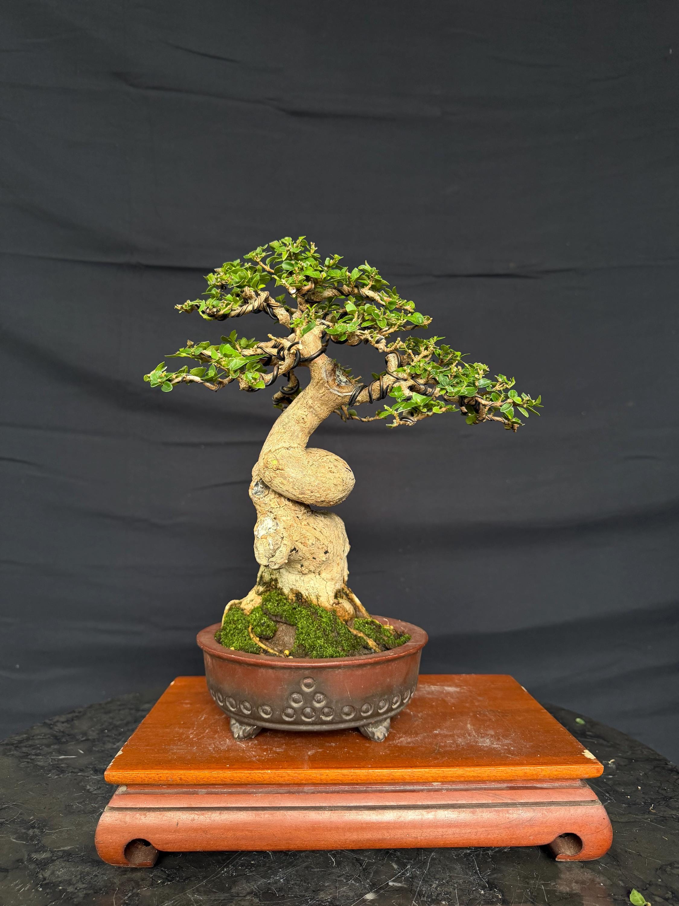 Premna Microphylla Bonsai With Unique Trunk Real Picture - Etsy