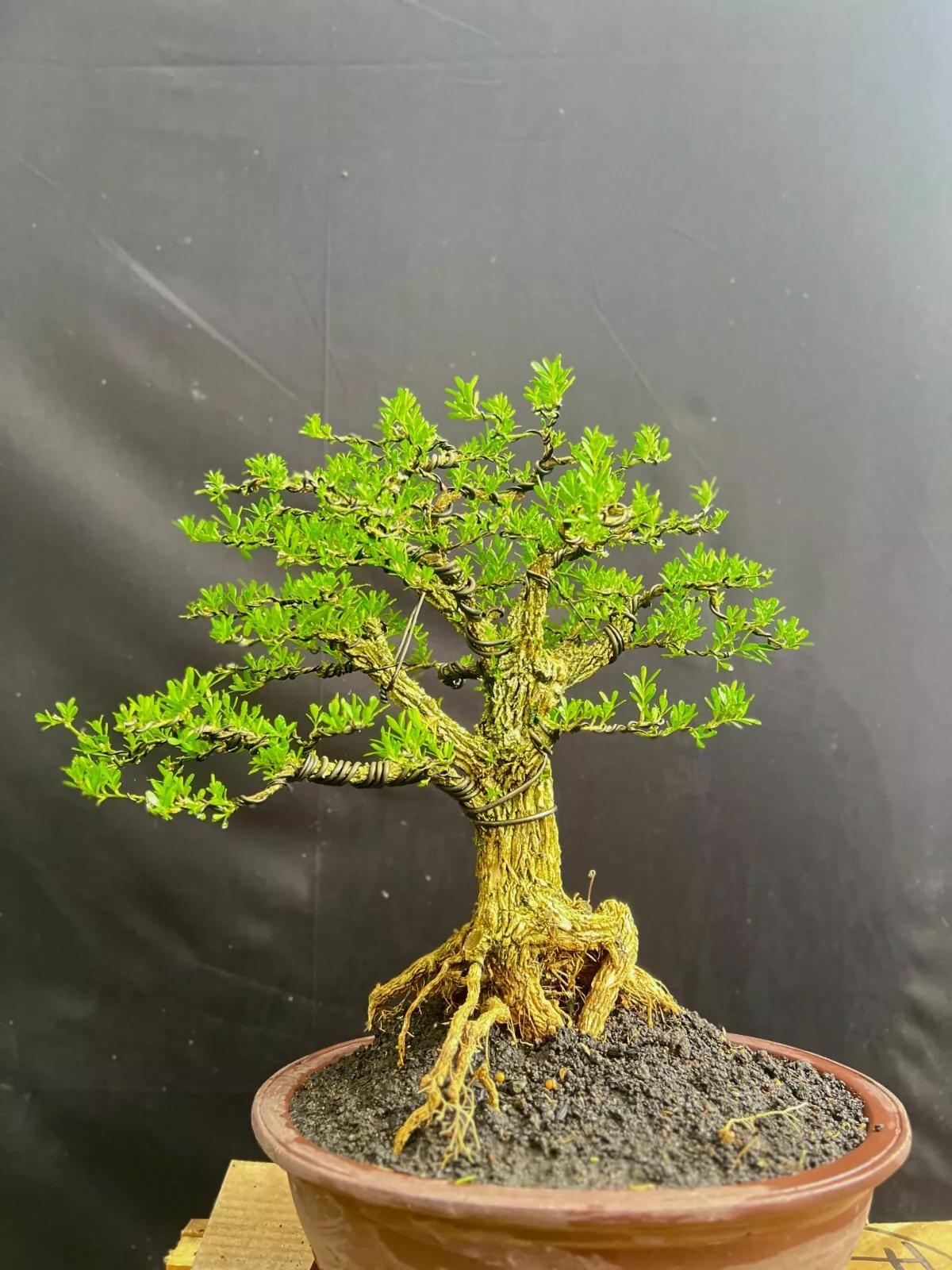 Bonsai Buchsbaum Echtbild Bucus Harlandi Bonsai Baum - Etsy.de