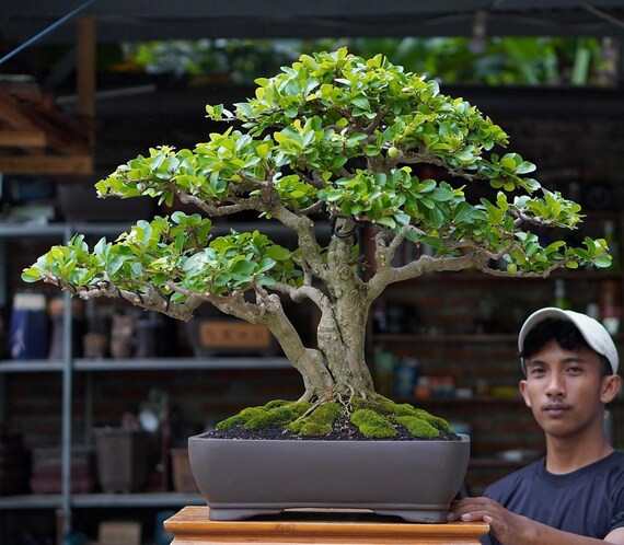 Cherry Barbados Bonsai Big Trunk Real Picture Height 60cm - Etsy