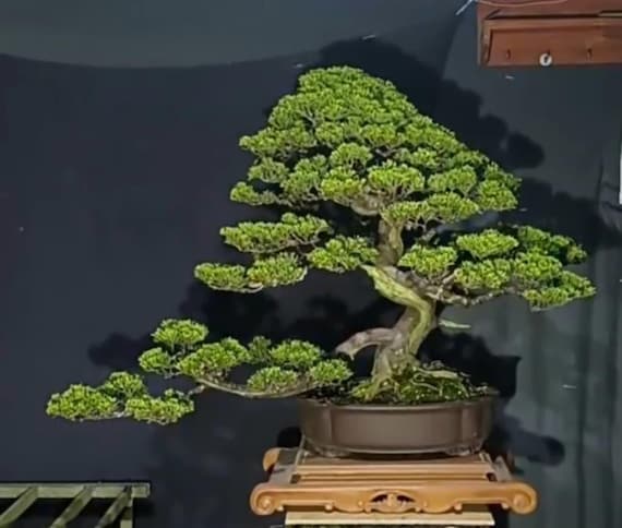 Rare Bonsai Juniperus Chinensis Real Picture