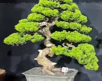 盆栽 モクマオウ 大きな実寸大 ヒノキ盆栽 樹齢26年 - Etsy 日本