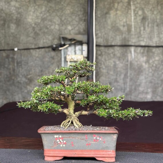 Desmodium Blue Bell Bonsai with purple flower Real Picture