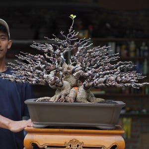 May include: A bonsai tree with a thick, gnarled trunk and many branches. The tree is in a brown ceramic pot and is sitting on a wooden stand.