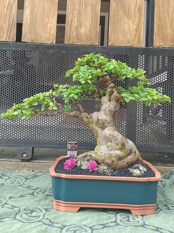 Echtes Bild Bougainvillea Singapur Bonsai Alter Baum groer Stamm - Etsy  sterreich