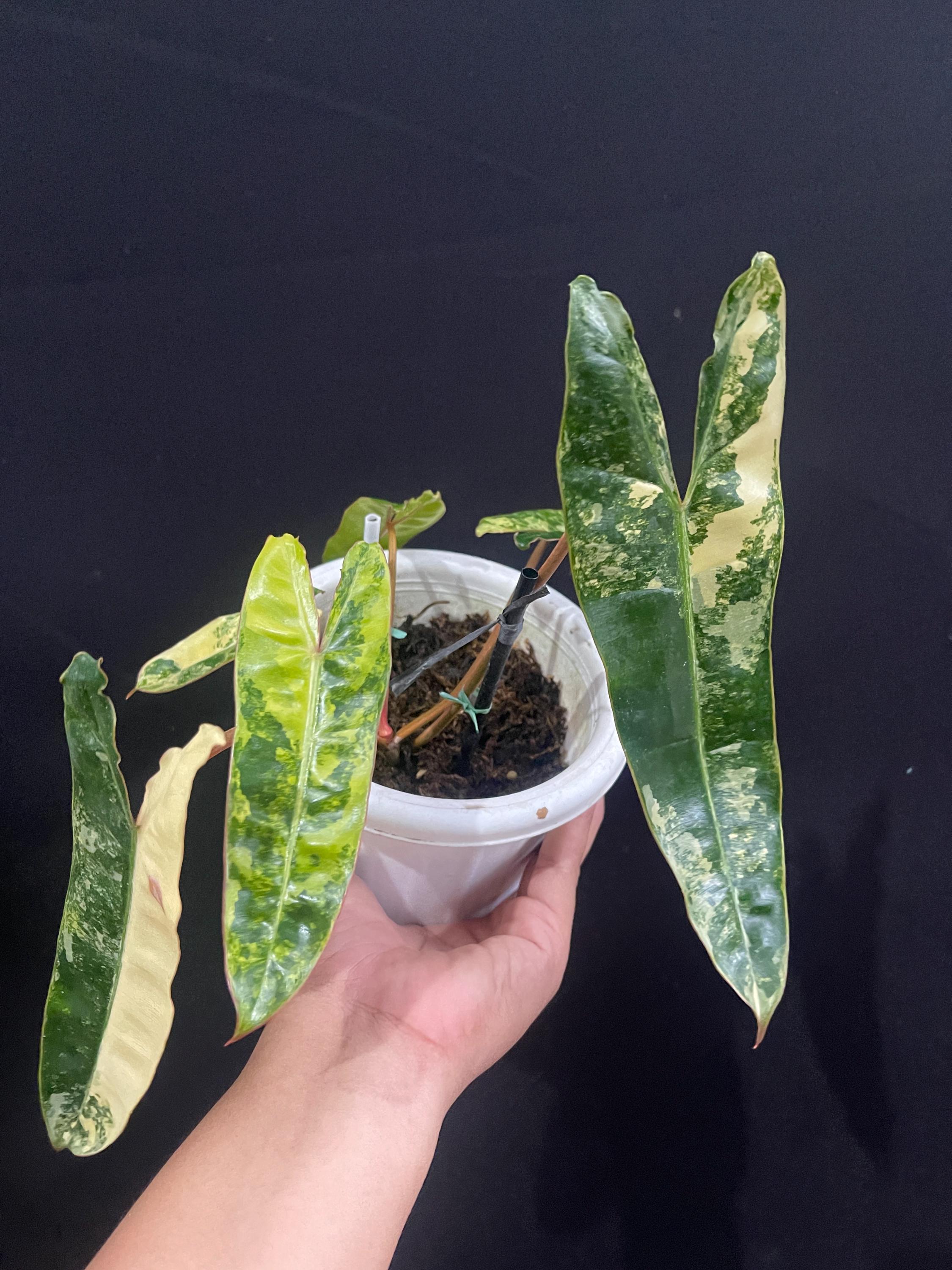 Anthurium variegated - Etsy 日本