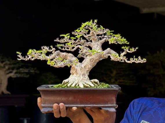 Bonsai Water Jasmine Real Picture Wrightia Religiosa Bonsai - Etsy Israel