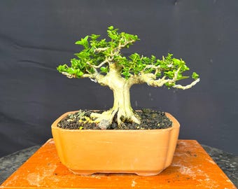 Bonsái de Premna Microphylla (estilo de imagen real)