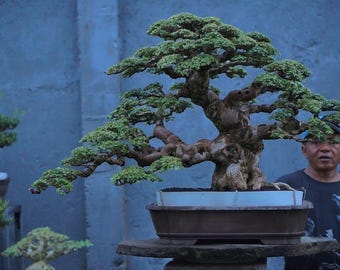 Premna Microphylla Bonsai Chatacter Mediana Edad 35 Años