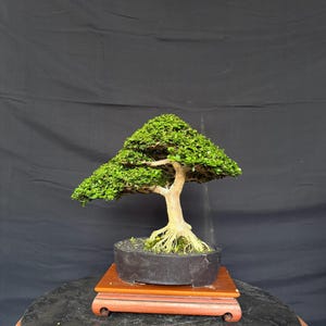 超粗幹・盆栽老桩ブーゲンビリア・生命力抜群・勤花品種 実写ブーゲンビリア シンガポール盆栽 古木 - Etsy 日本