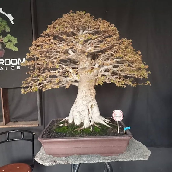 laminat bambus optik Bamboo Oak« Premium Klick-Vinylboden in Holzoptik 1m² – Laminat-Shop24 main image 0