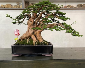 May include: A mature bonsai tree with a thick, textured trunk and vibrant green foliage. The tree is planted in a rectangular black pot and sits on a dark wooden surface. A small tag is visible near the base of the tree. The bonsai is a miniature representation of a full-sized tree.