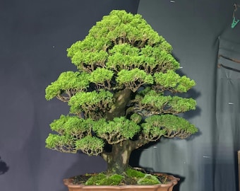 Real Picture Juniperus Chinensis Medium Bonsai | Cypress Bonsai Tree