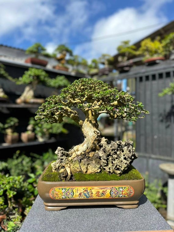 Premna Microphylla Bonsai am Felsen Lebensbaum Echtbild - Etsy sterreich
