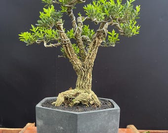 Bonsai Boxwood Small Size Real Picture Buxus Harlandi Bonsai Tree