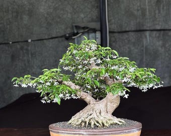 Echtes Bild || Pemphis Acidula || Groe Gre || Wunderschner Bonsai Baum  || Sehr selten || Charakter Unikat - Etsy sterreich