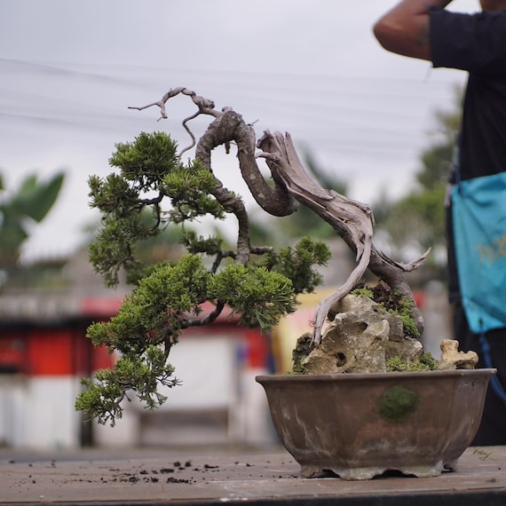Real Picture Bonsai Junipers Sargentii Original Deadwood | Cypress Bonsai  Tree - Etsy