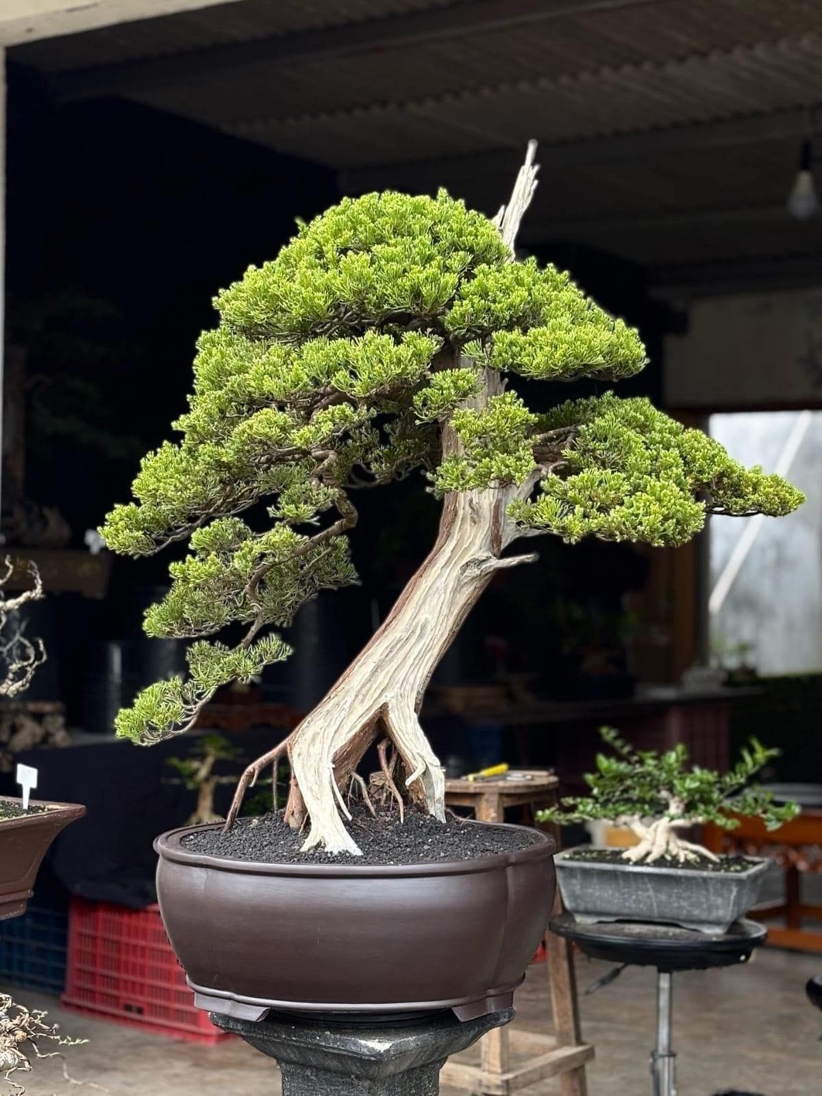 Real Picture Bonsai Junipers Sargentii Big Size Original Deadwood | Cypress Bonsai  Tree - Etsy