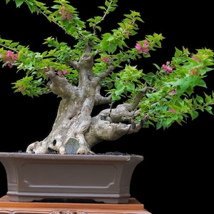 Verklig bild Bougainvillea Singapore Bonsai Stor stam Livsträd 30 år