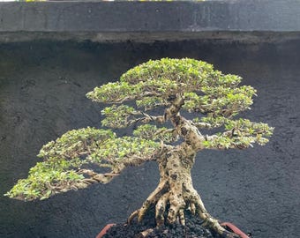 以下が含まれることがあります： 丹念に作られた盆栽で、節くれだった幹と緑豊かな葉が特徴です。木は、暗い土で満たされた長方形の赤茶色の鉢に植えられています。背景には、暗い壁と緑の葉を背景にした別の盆栽が見えます。