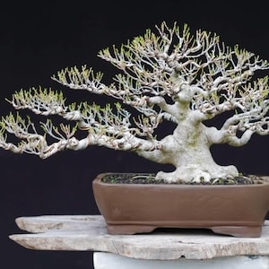 Pode incluir: Um bonsai com um tronco grosso, de cor cinza claro e textura rugosa, com numerosos ramos finos e espalhados. Os ramos têm pequenos brotos de cor verde claro nas pontas. A árvore está plantada num vaso retangular de cerâmica castanho mate.