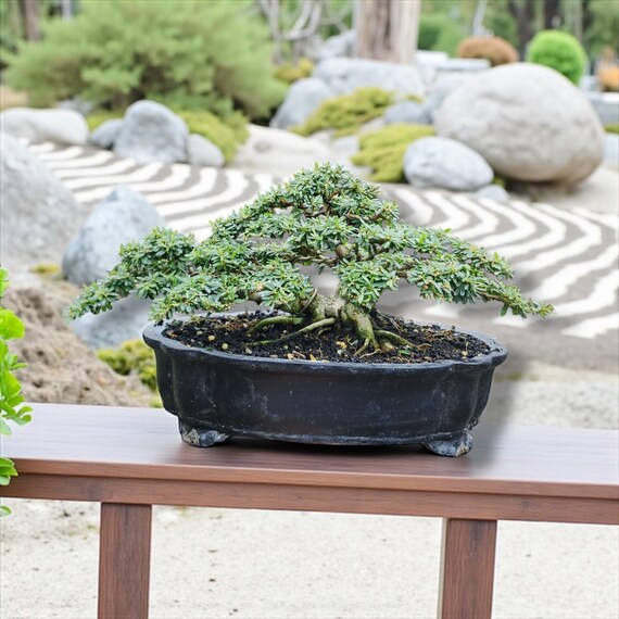Desmodium Blaue Glocke Bonsai mit lila Blume Echtbild small size - Etsy  sterreich