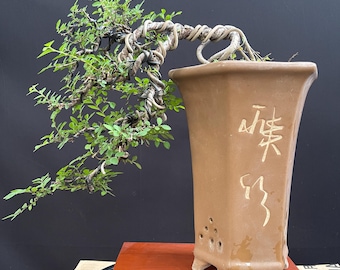 Bonsai Ulmus Micro Cascade Style Real Picture Chinese Elm Bonsai