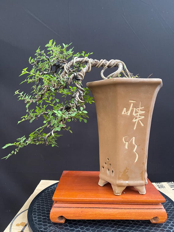 polyscias bonsai care Polyscias Fabian Indoor Bonsai | Aralia Fabian