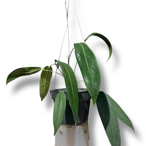 Anthurium wendlingeri / アンスリウム・ウェンドリンゲリ③ アンスリウム・ウェンドリンゲリ (Anthurium wendlingeri)