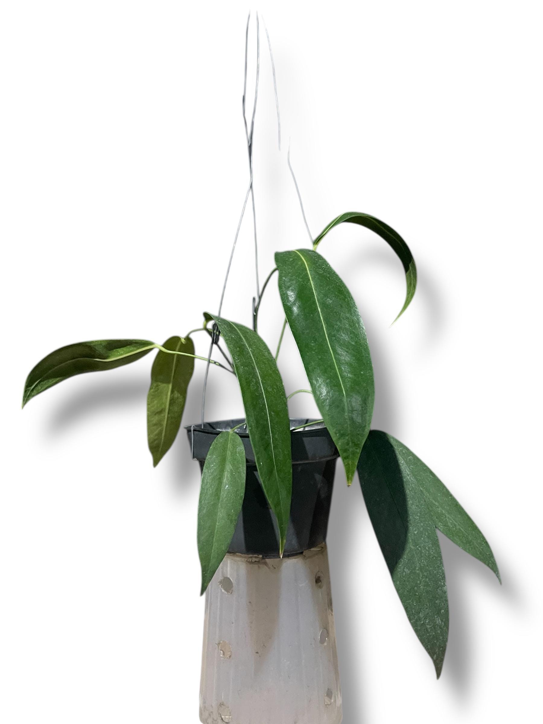 Anthurium wendlingeri - Etsy 日本