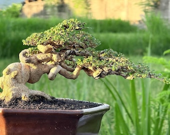 Actual Tree Bonsai Premna Microphylla Rare Style Bonsai Small