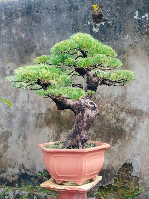 Bonsai Casuarina equisetifolia groer echter Bild-Zypressen-Bonsaibaum 26  Jahre alt - Etsy sterreich