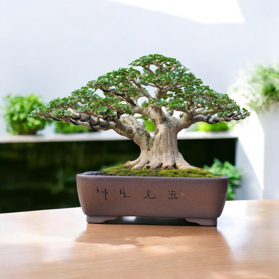 Premna Microphylla Bonsai Real Picture - Etsy