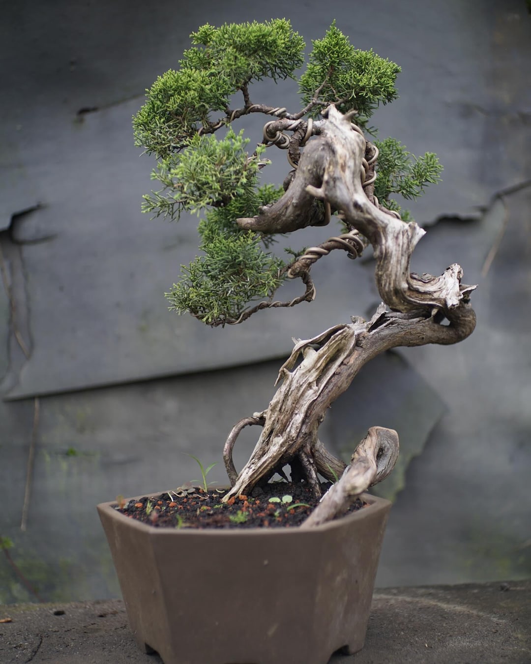Echtes Bild Bonsai Wacholder Sargentii Original Totholz Alter Baum | Bonsai- Scheinzypresse - Etsy.de