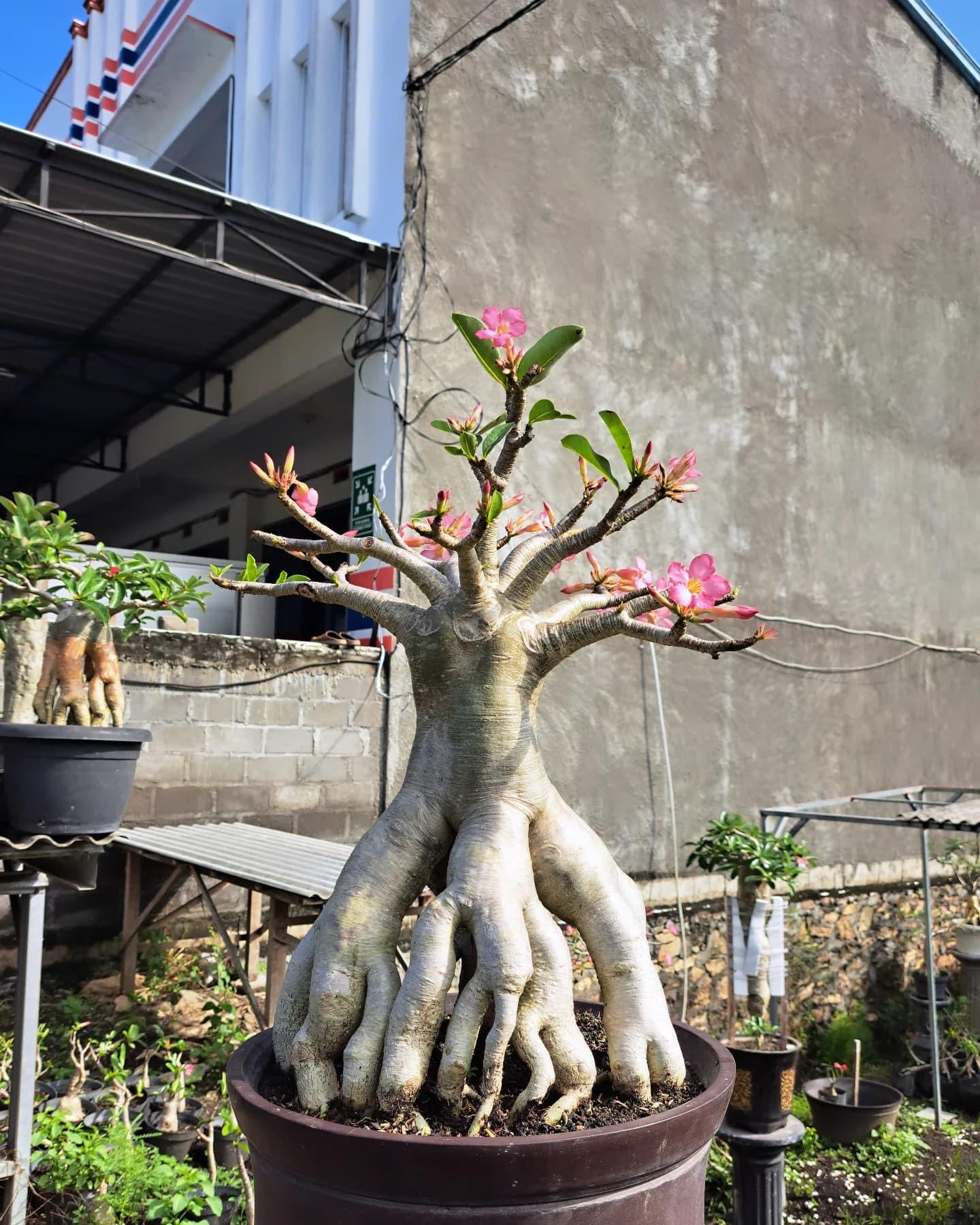アデニウム アラビカム盆栽 大きな実物植物 - Etsy 日本