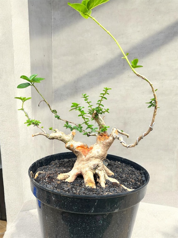 bonsai 2m Giant Bonsai