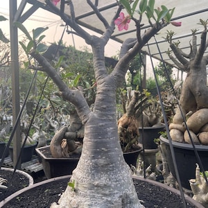 May include: A mature desert rose plant in a dark pot. The plant has a thick, textured trunk and branches with small green leaves and a few pink flowers. Other desert rose plants are visible in the background.