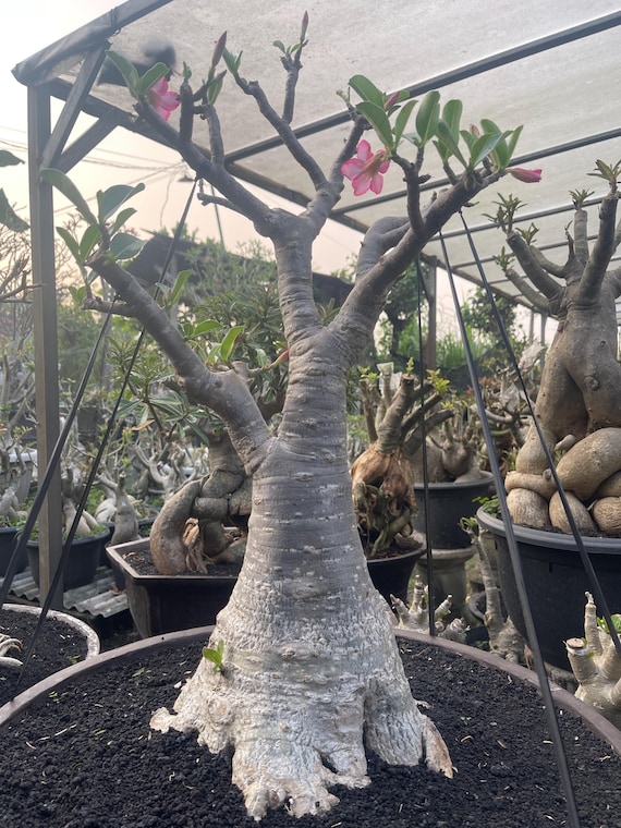 Adenium RCN Bonsai Height 60 Cm Actual Plant - Etsy Canada