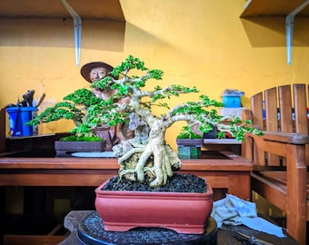 Premna Microphylla Bonsai on the rock Tree Picture Bonsai Sancang