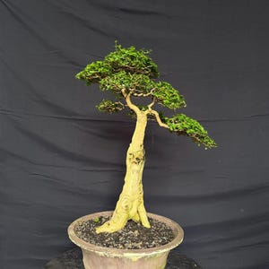 Premna Microphylla Bonsai Tree (70cm Height) - Etsy