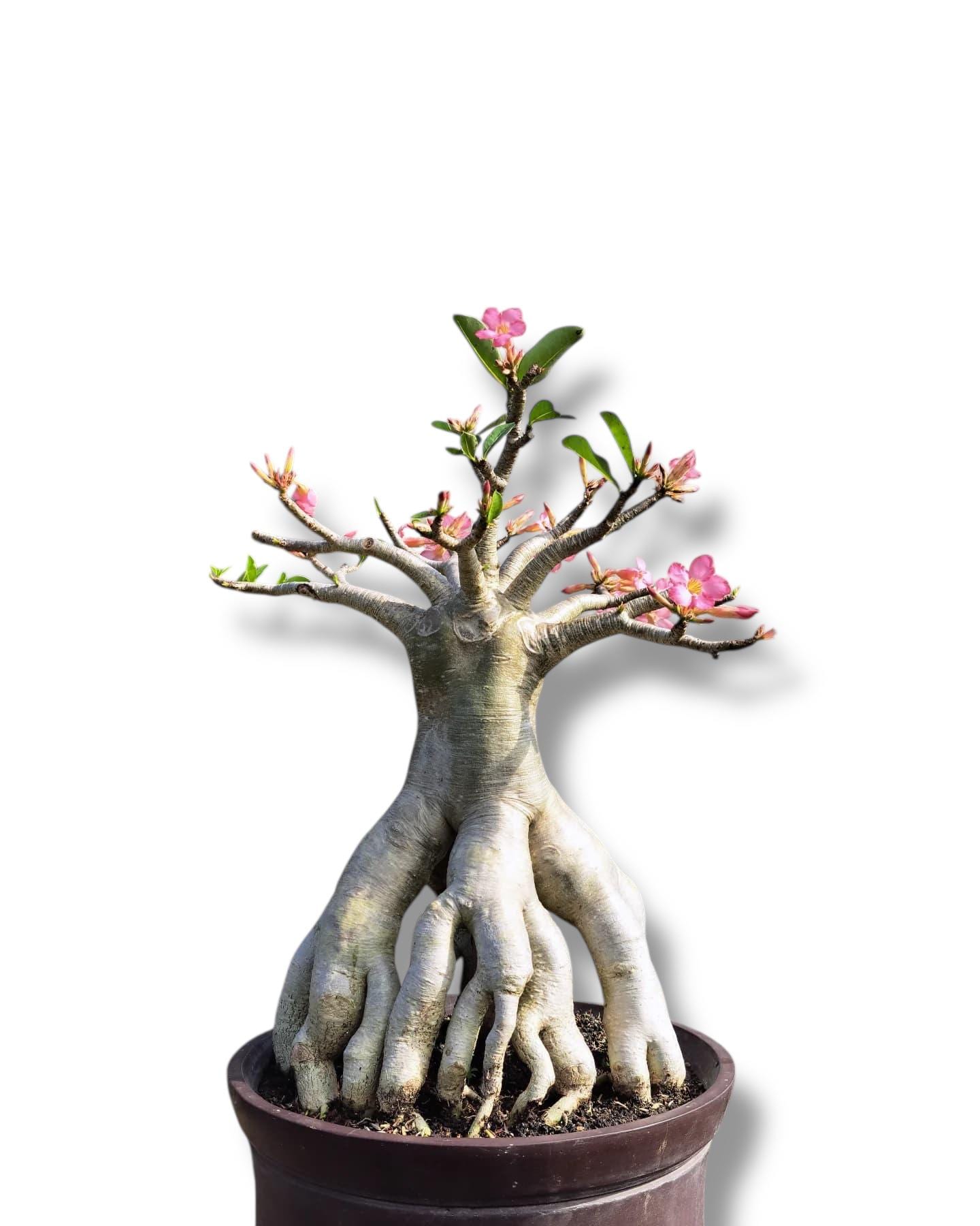 アデニウム アラビカム盆栽 大きな実物植物 - Etsy 日本