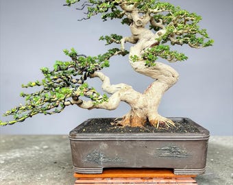 Bonsái Premna Microphylla (imagen real), estilo semicascada, tamaño mediano.