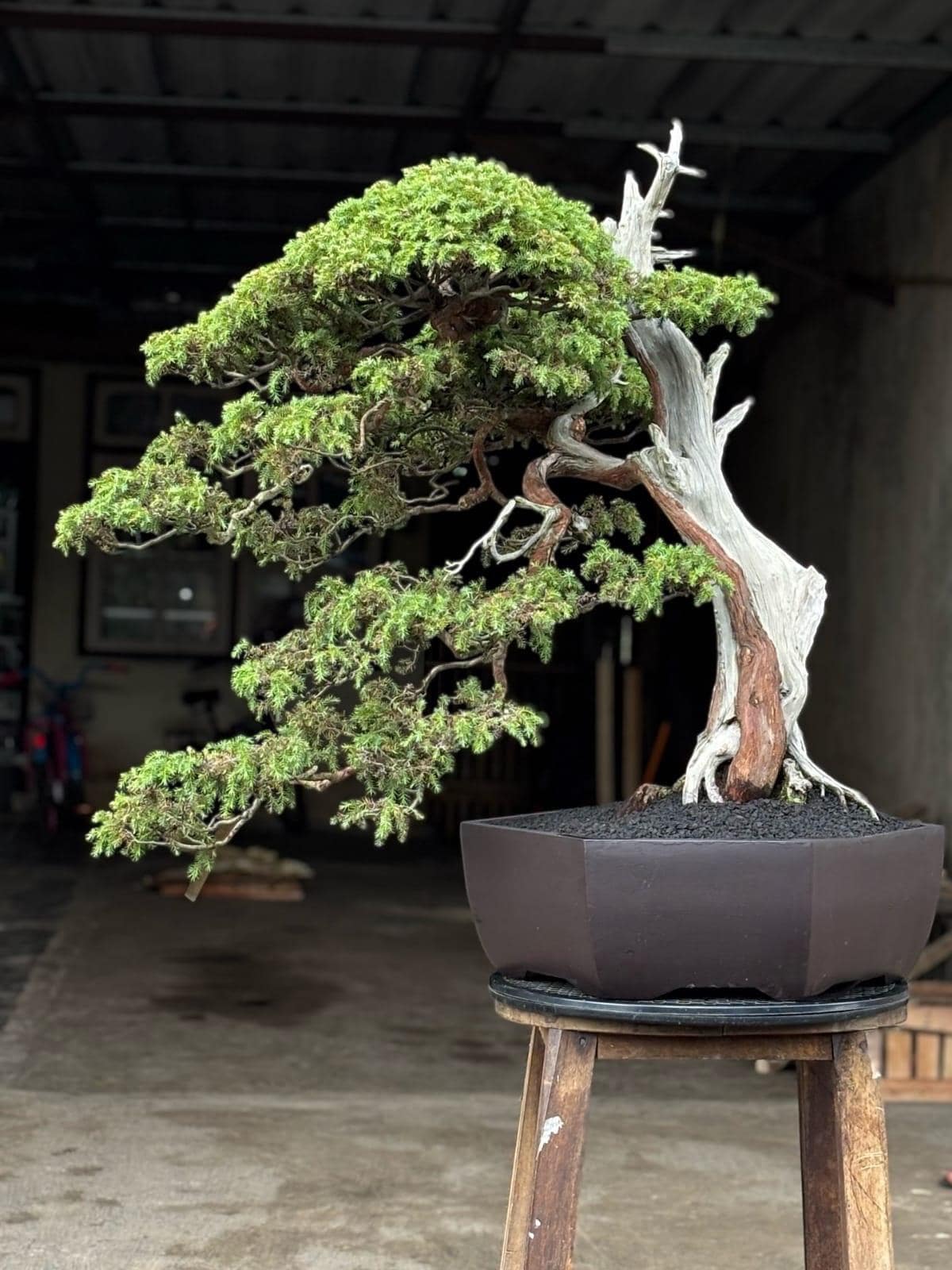 Real Picture Junipers Rigida Bonsai Original Deadwood Old Tree | Cypress  Bonsai Big Size - Etsy