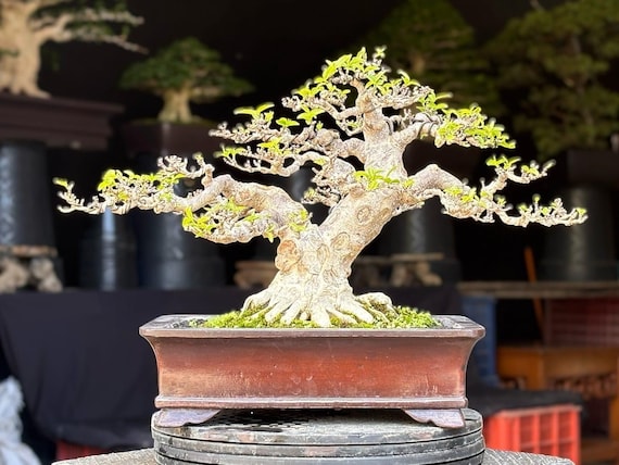 Bonsai Water Jasmine Real Picture Wrightia Religiosa Bonsai