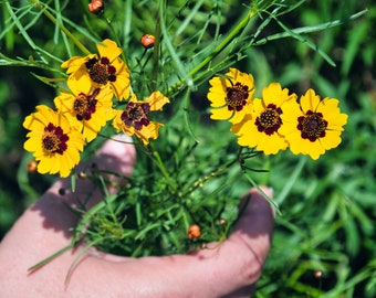 Plains Coreopsis