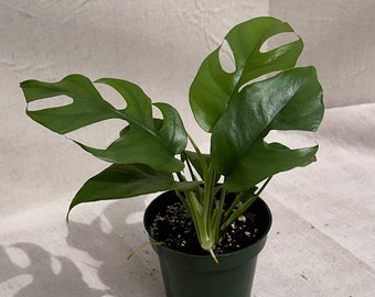 Monstera Ginny, Rhaphidophora tetrasperma