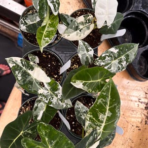 May include: A collection of potted plants with variegated leaves in shades of green and white. The plants are in black pots and are arranged in a row.