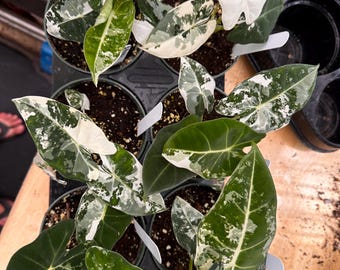 Alocasia Frydek variegated