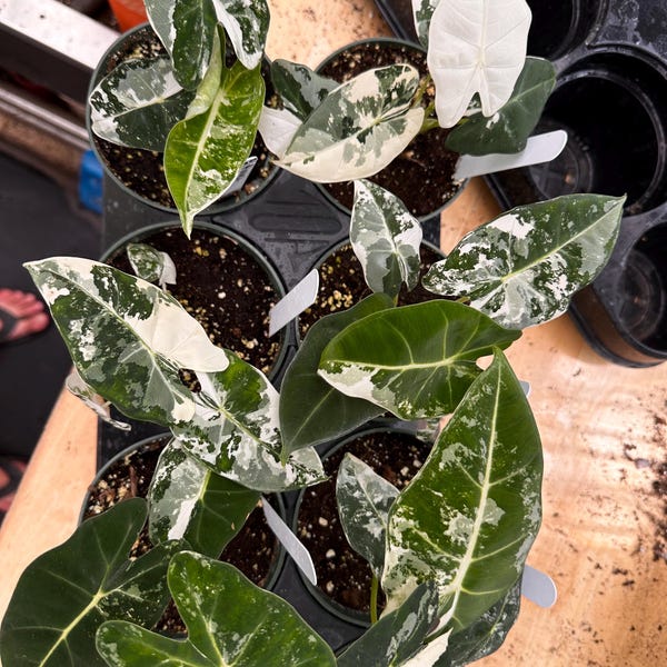 Alocasia Frydek abigarrada